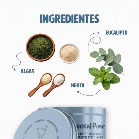 Ingredientes del Polvo Dental Gutsy: harina de algas, achicoria, eucalipto y menta