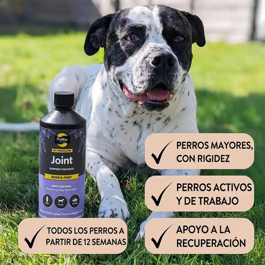 Suplemento articular Proflax apto para perros de todas las edades y razas, para mayor movilidad y flexibilidad