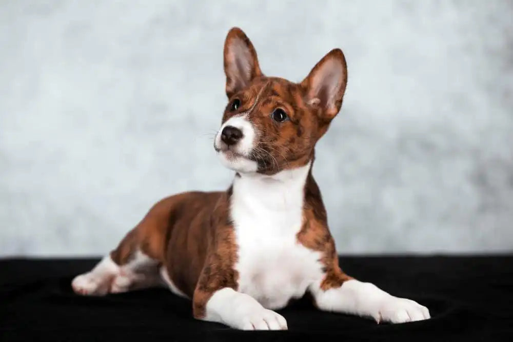 Basenji: el perro que no ladra ¿conoces esta raza?