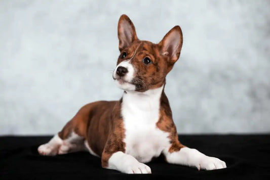 Basenji: el perro que no ladra ¿conoces esta raza?