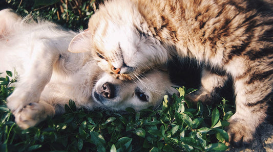 Cómo saber si tu perro o gato necesita probióticos: 7 señales que muchos dueños pasan por alto