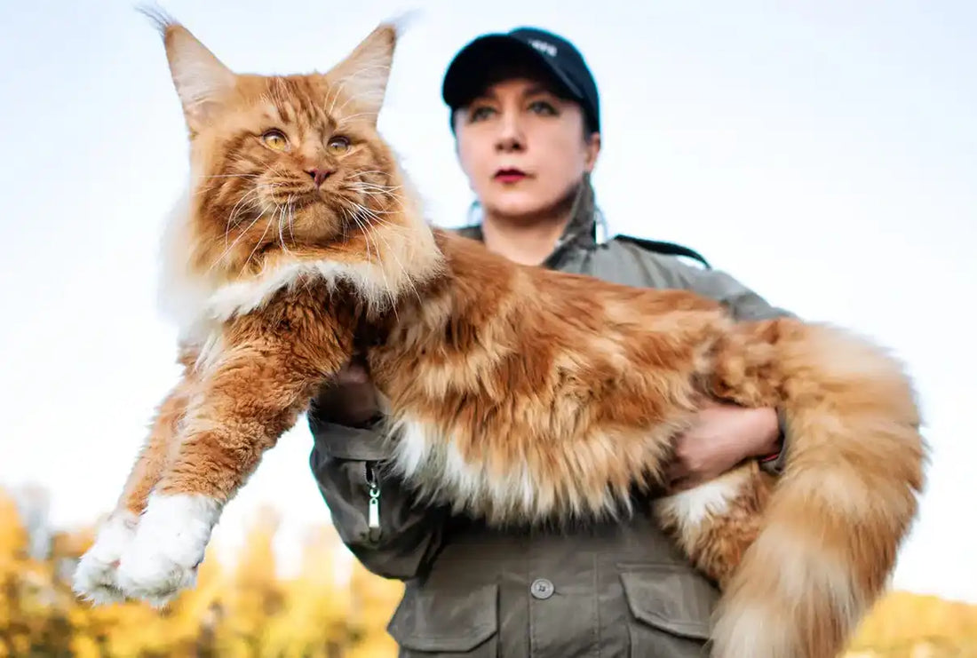 Enorme gato raza Maine Coon en brazos de su cuidadora, al aire libre