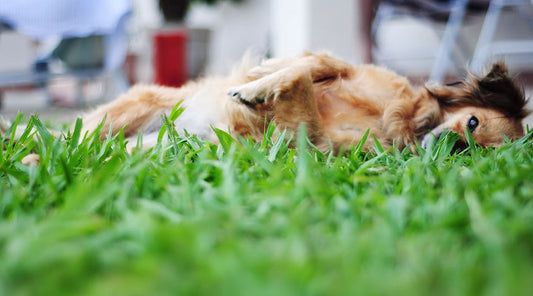 Por qué tu perro se rasca más en verano: alergias estacionales y cómo aliviarlas
