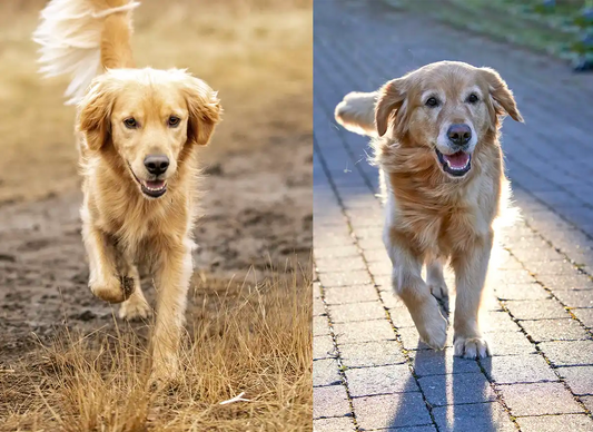 Comparación visual entre un perro paseando en la ciudad y un perro en campo abierto.