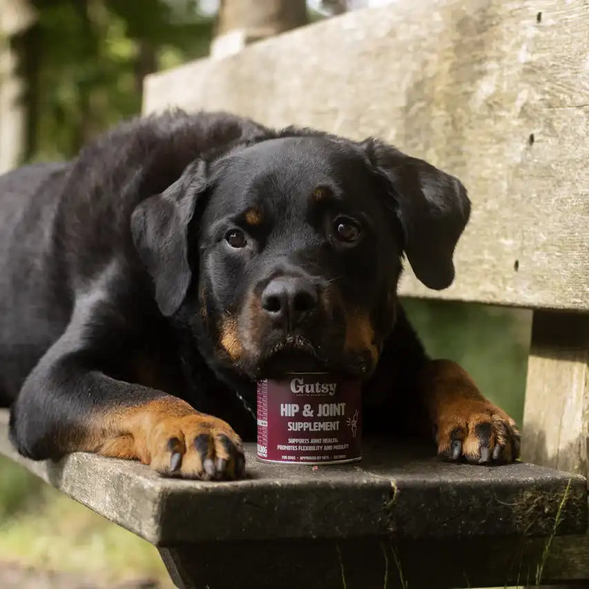 Rotweiller sobre su lata de suplementos para articulaciones de gutsy