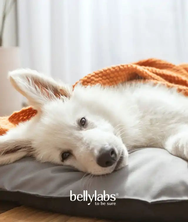 Perro blanco descansando, marca de suplementos para perros Bellylabs