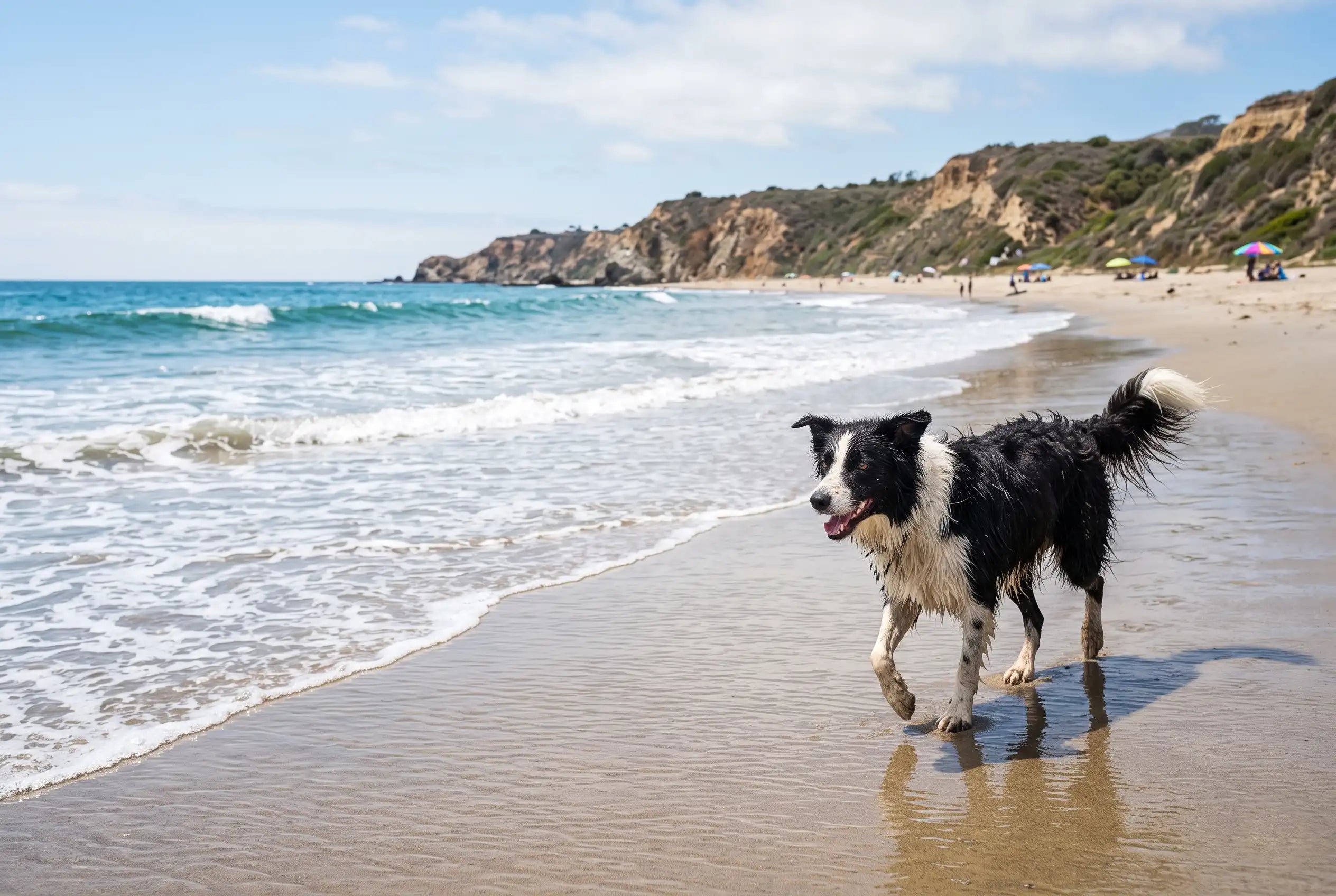 Border collie caminando por la playa con el pelo mojado en verano, cuidado de mascotas Besten
