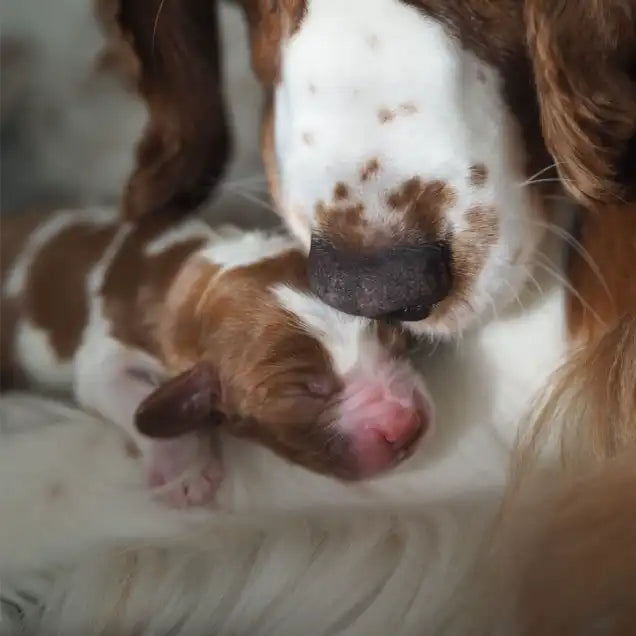 Cachorro recién nacido junto a su madre tras un parto asistido con Pasta Calcio+ Bellylabs