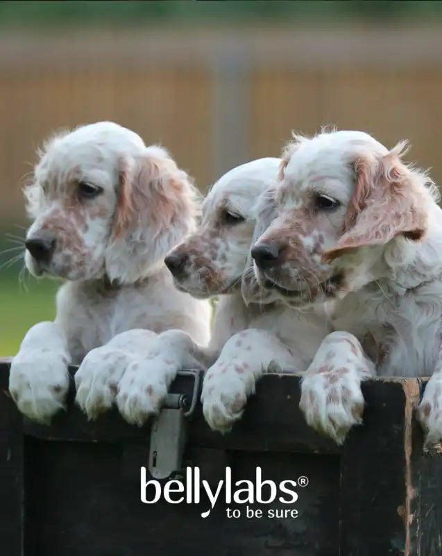 Cachorros cocker spaniel, suplemento Vitamina E Bellylabs para la piel y el pelaje del perro