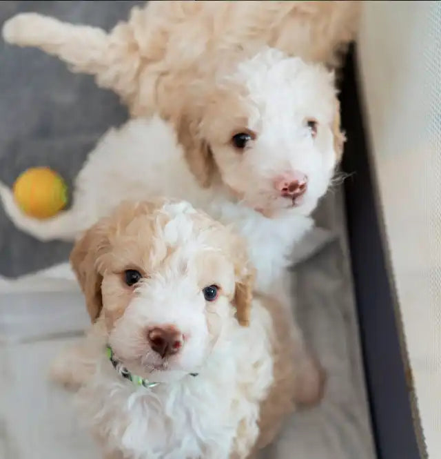 Cachorros jugando en el césped, suplementos Bellylabs para la salud intestinal del perro