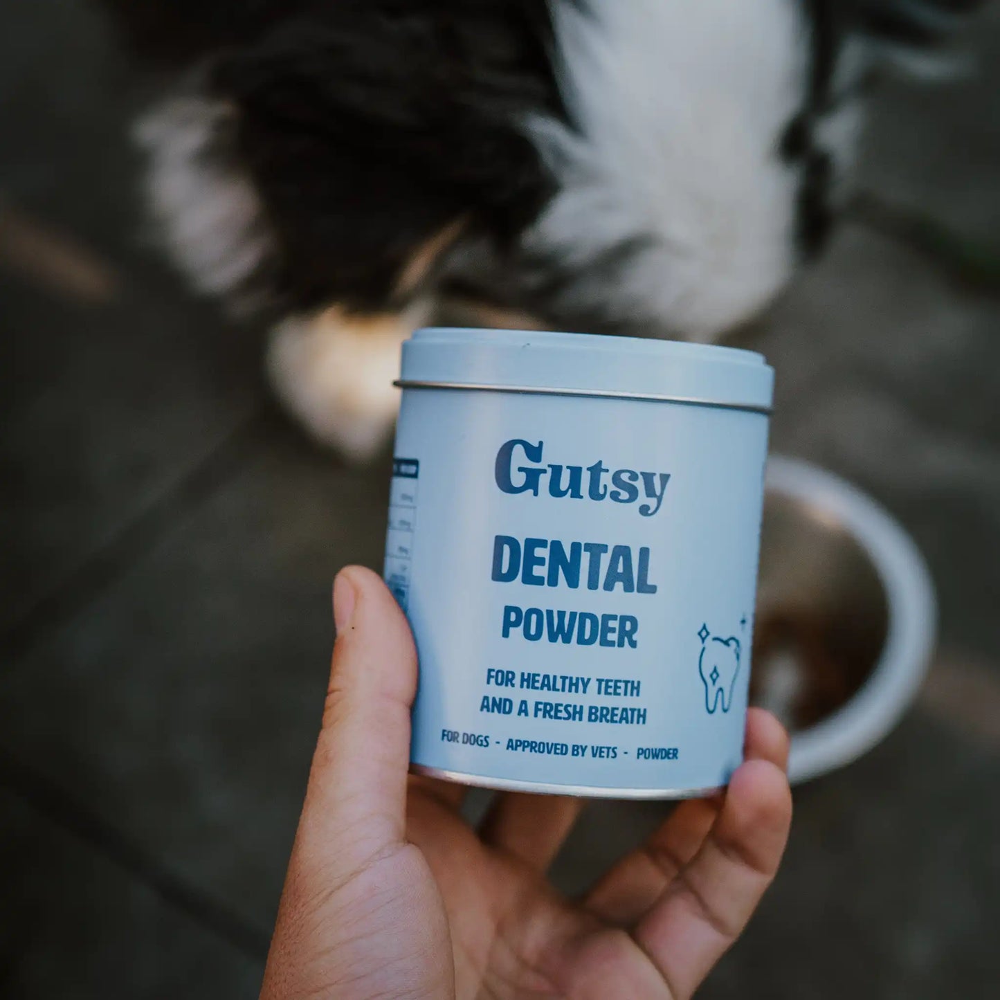 Lata del Polvo Dental Gutsy para perros junto a un border collie de fondo