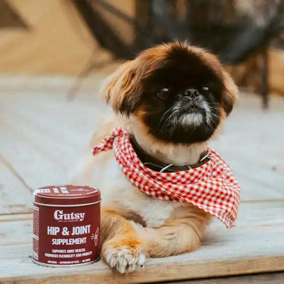 Perro disfrutando del snack Hip & Joint Gutsy para sus articulaciones