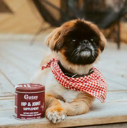Perro disfrutando del snack Hip & Joint Gutsy para sus articulaciones
