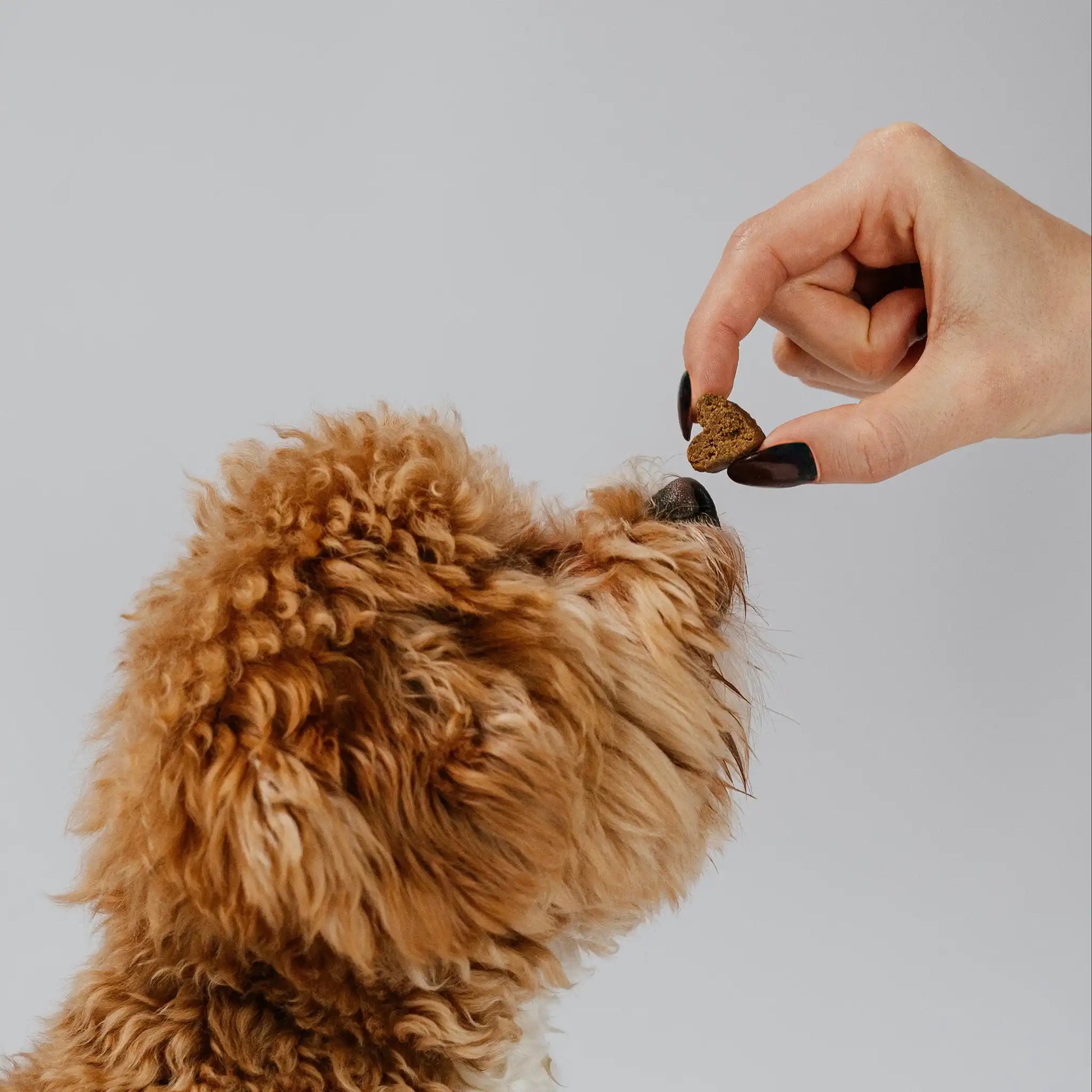 Dueño dándole un snack probiótico Gutsy con forma de corazón a su perro caniche toy. Un suplemento fácil de administrar que funciona como un premio saludable para cuidar su flora intestinal.