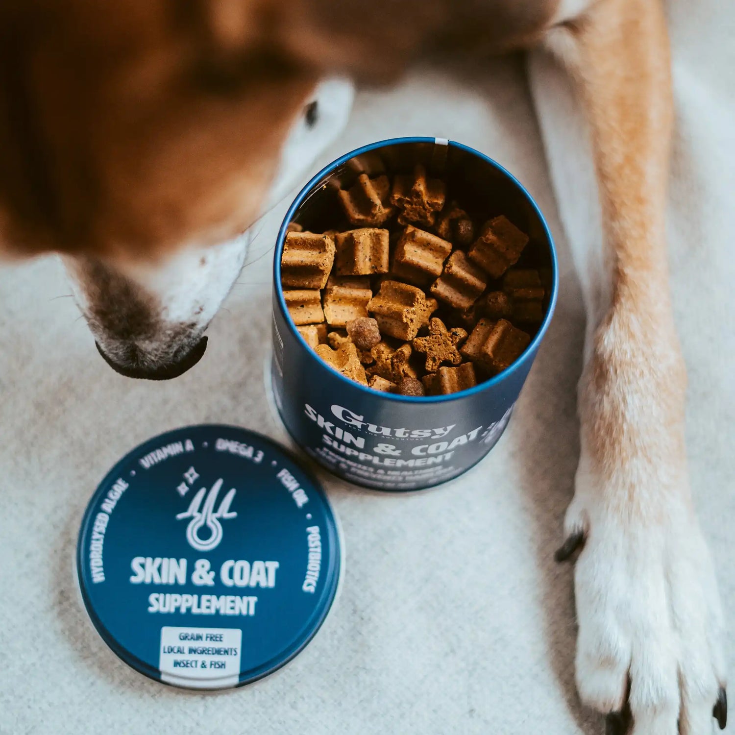 Perro disfrutando del snack Piel & Pelaje Gutsy como premio saludable