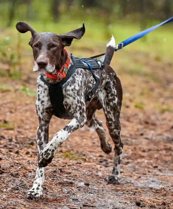Perro Poiner adulto manchado, corriendo por el barro con arnés y correa azul. Sus ojos denotan concentración y sus moimientos son sincronizados.