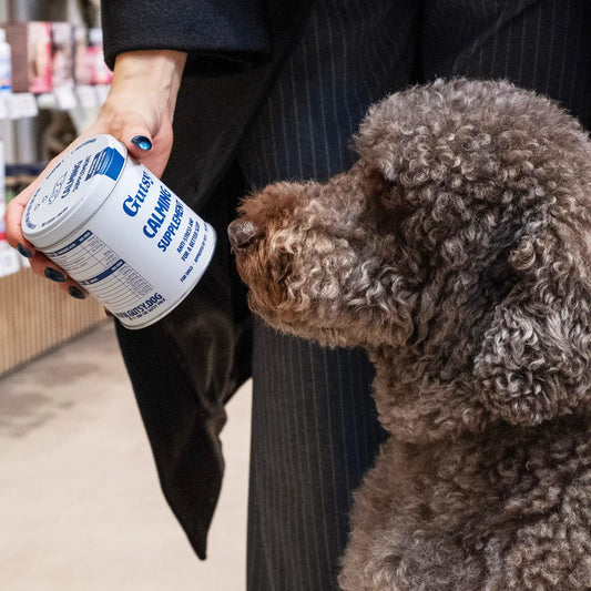 Perro oliendo la lata de snacks Calma Gutsy, premio saludable y relajante
